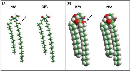 Deep Dive into Ceramide Science: How These Lipids Repair and Rejuvenate