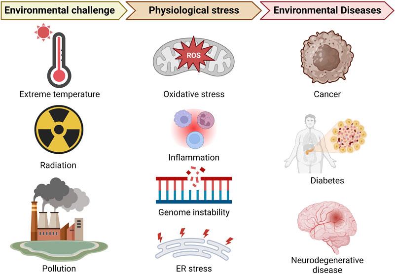 Unlocking the Mystery: How Environmental Stressors Secretly Sabotage Your Skins Vitality