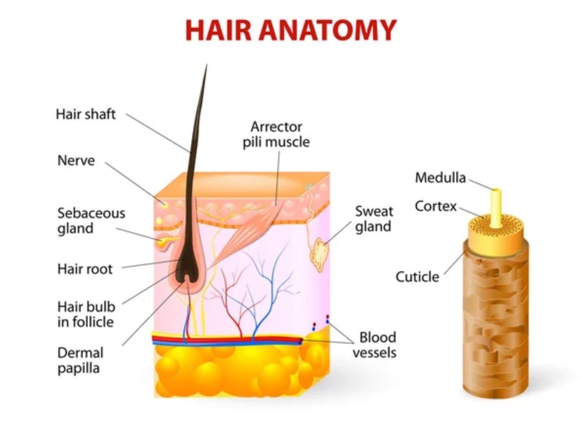 The Intricate‌ Anatomy of Hair: Unveiling the Secrets ​of⁢ Strength and Resilience